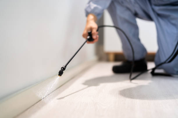 Licensed Wasp Removal service in Dupo, IL - Show Me Pest Control